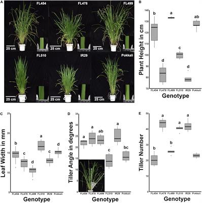 Contributions of Adaptive Plant Architecture to Transgressive Salinity Tolerance in Recombinant Inbred Lines of Rice: Molecular Mechanisms Based on Transcriptional Networks